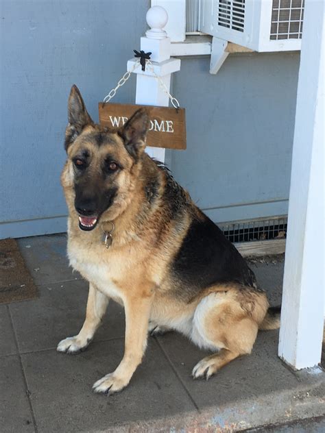 german shepherd rescue california